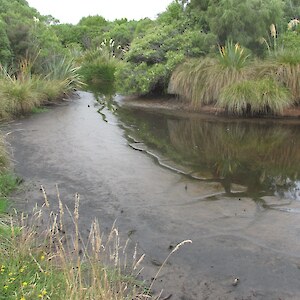 Our pond almost dry (only once in 20 years has it dried out!)