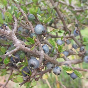 Coprosma propinqua