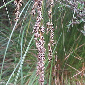 Carex secta