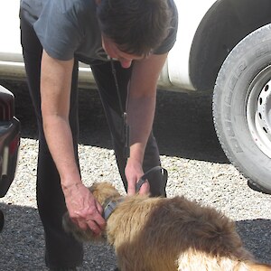 Sandy fitting the collar