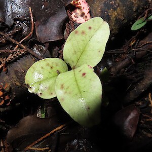 red mapou, Myrsine australis