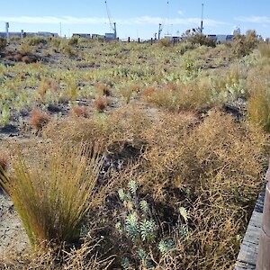 Dune restoration at Caroline Bat Timaru