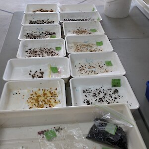 Seeds prepared for sowing