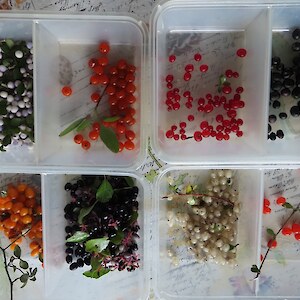 A collection of native seeds