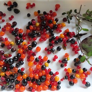 A collection of native seeds